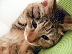 過保護のカホコに見る「末っ子」の特徴